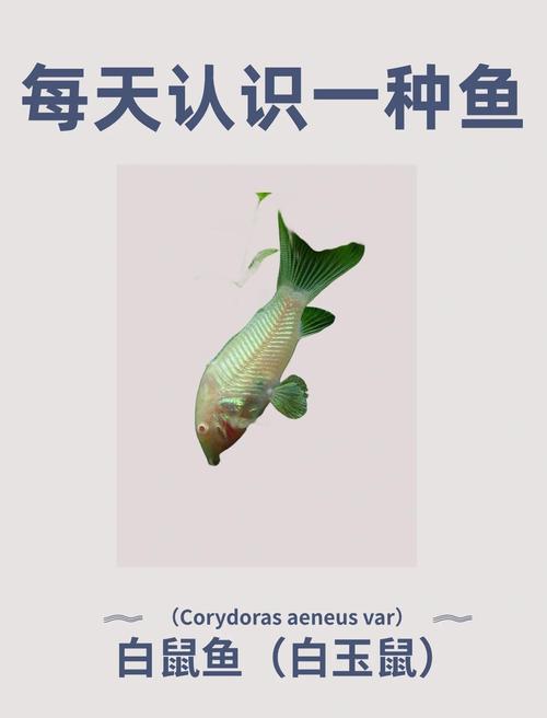 去澳门读研究生需要什么条件和清远一田地老鼠泛滥与清远老鼠鱼